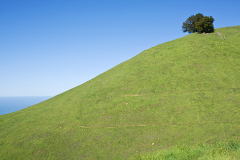 photo, Broccoli Tree